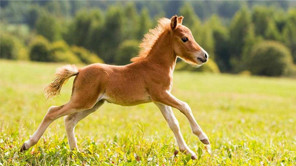 统编版二年级语文下册课件《14 小马过河》第5页