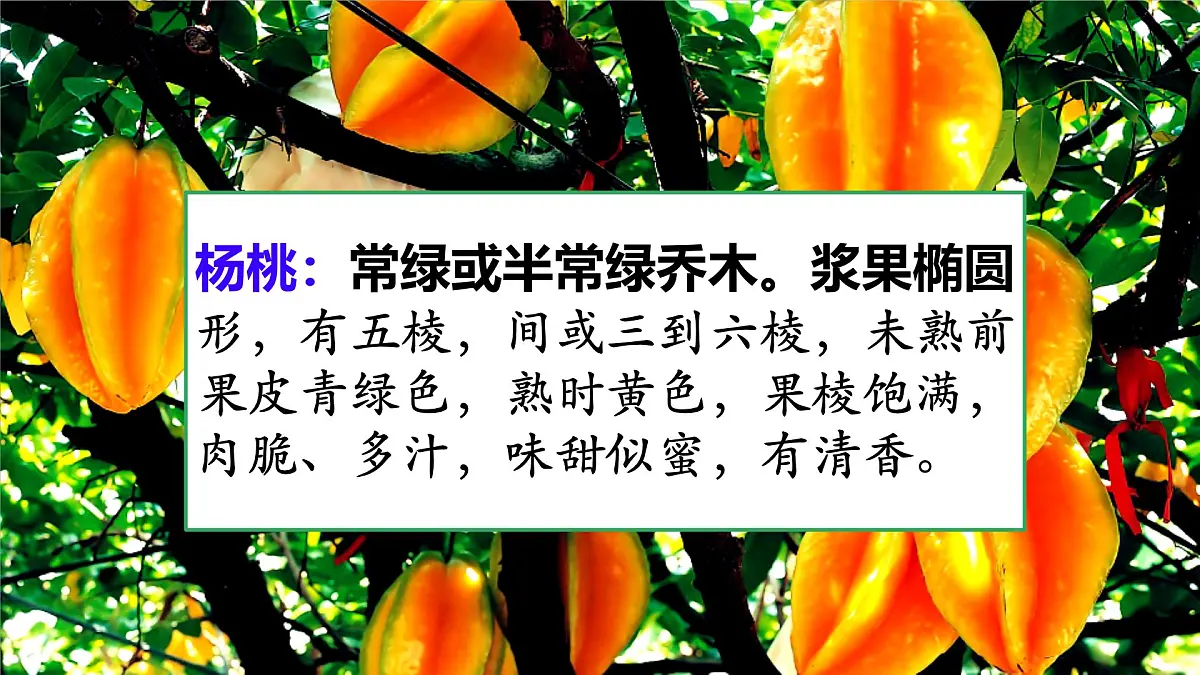 统编版二年级语文下册《13 画杨桃》教学课件第2页