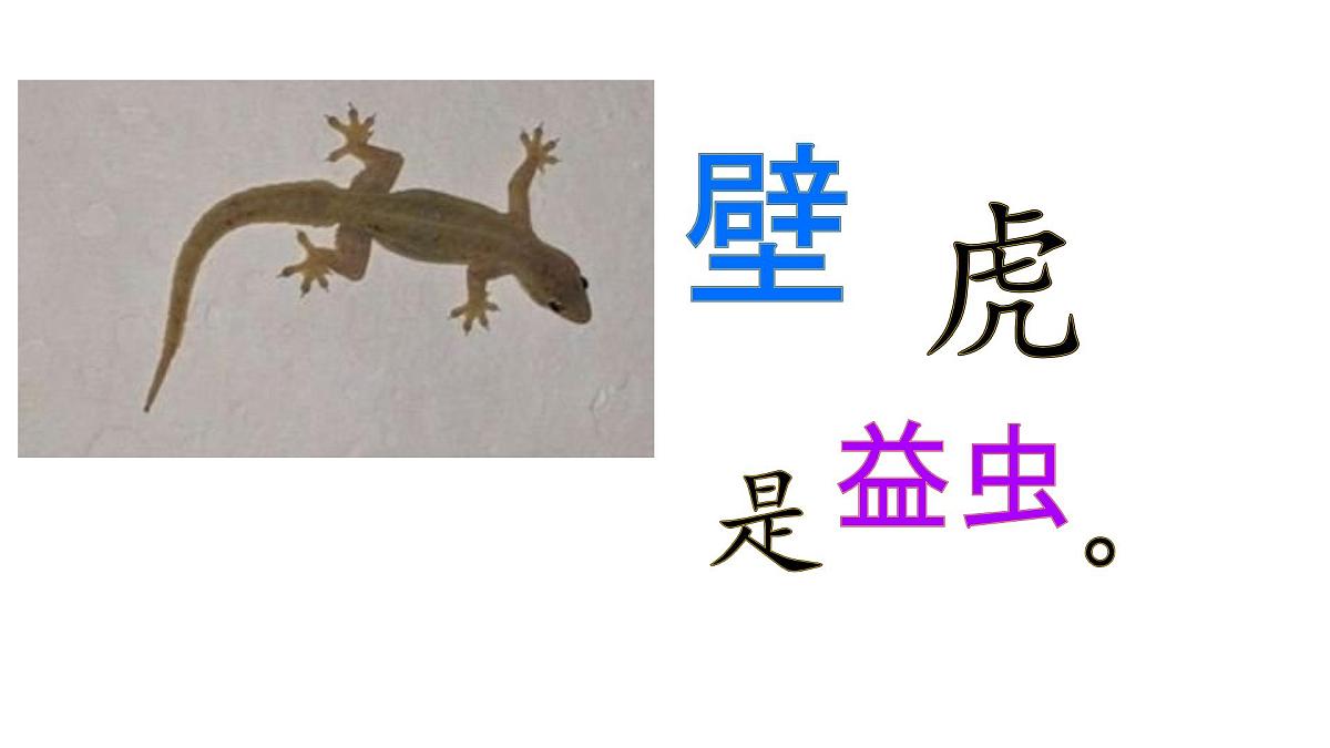 小学 语文 统编版（2024）一年级下册8.20 小壁虎借尾巴 课件第2页