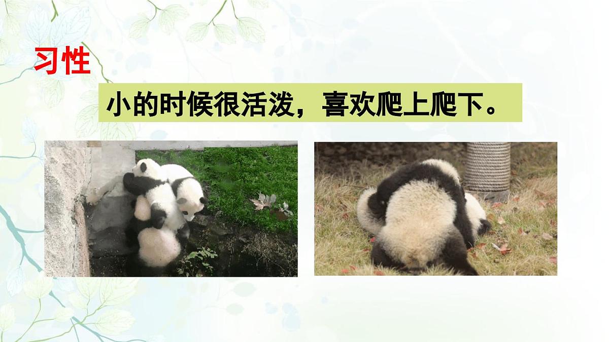 2025年春三年级语文下册第七单元习作《国宝大熊猫》课件（统编版）第8页