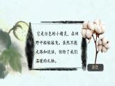 小學 語文 統(tǒng)編版（2024）一年級下冊8.18 棉花姑娘第一課時 課件