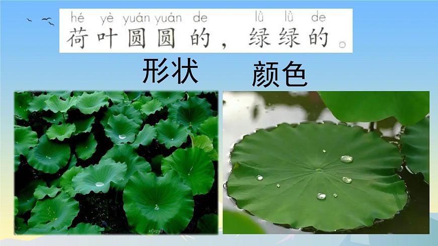 小学语文统编版（2024）一年级下册6.12 荷叶圆圆 课件第3页