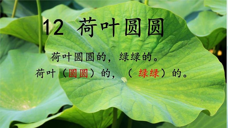 小学语文统编版（2024）一年级下册6.12 荷叶圆圆 课件第1页