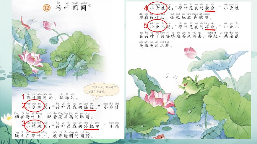 小学语文统编版（2024）一年级下册6.12 荷叶圆圆 课件第4页