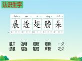小學(xué)語文統(tǒng)編版（2024）一年級下冊6.12 荷葉圓圓 課件