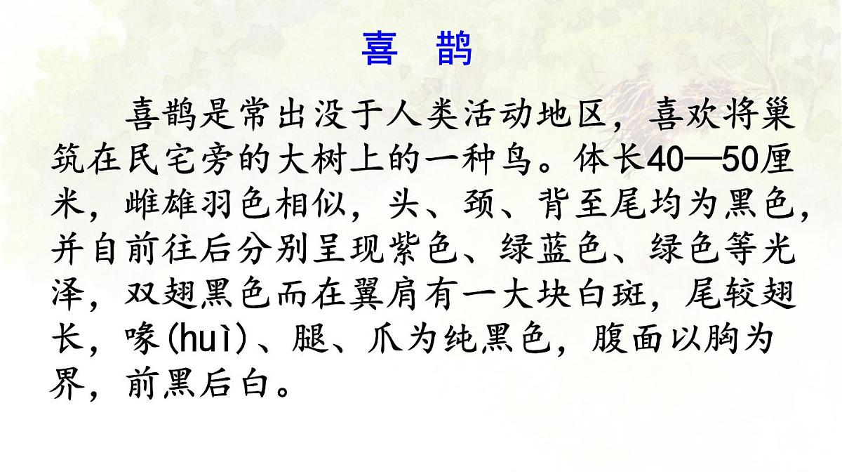 统编版二年级语文下册教学课件《9 枫树上的喜鹊》第5页