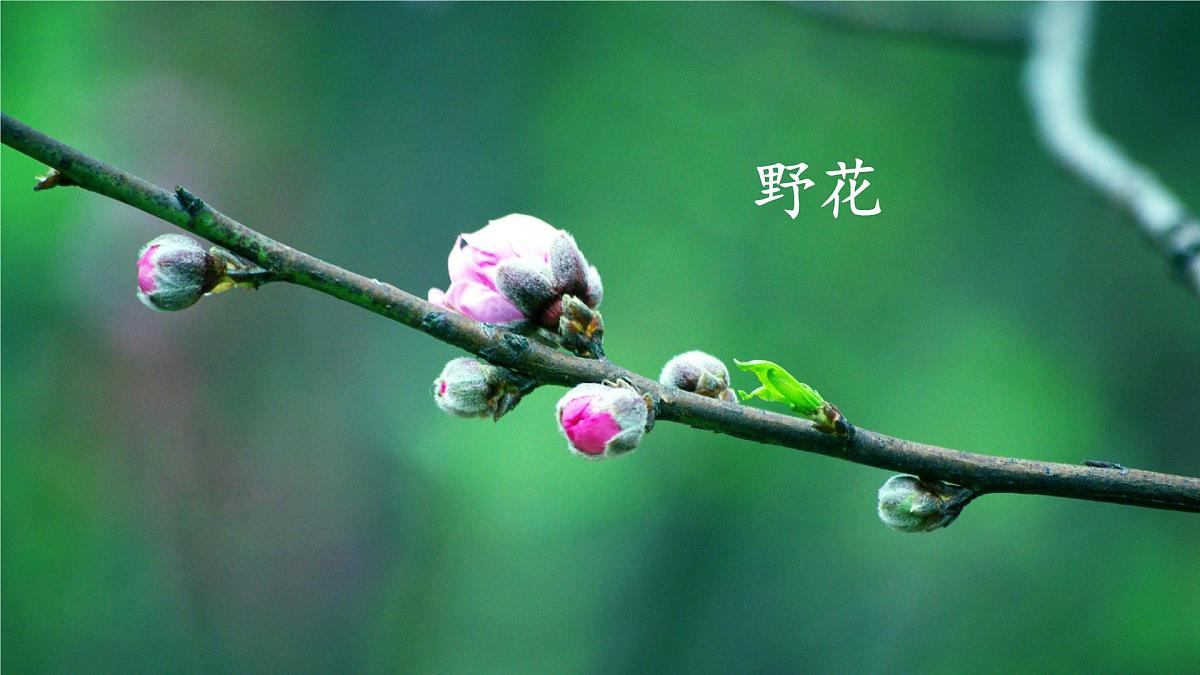 统编版二年级语文下册课件《2 找春天》第6页