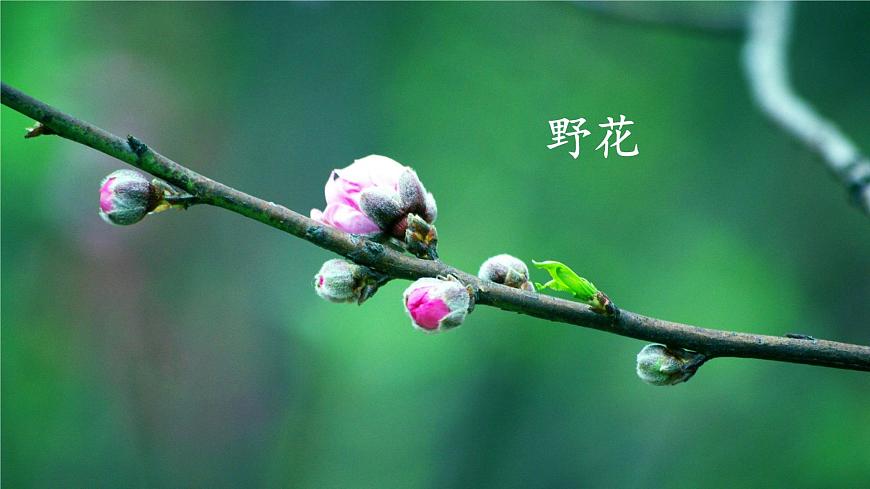 统编版二年级语文下册课件《2 找春天》第6页