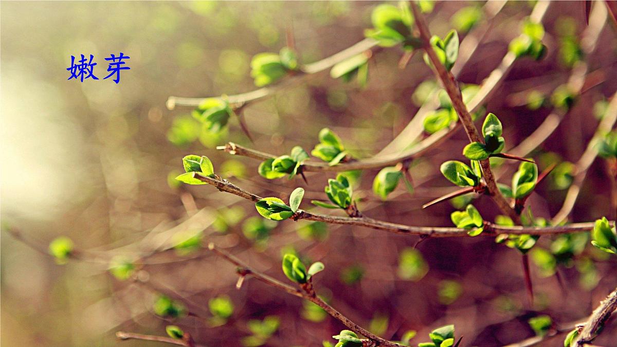 统编版二年级语文下册课件《2 找春天》第7页