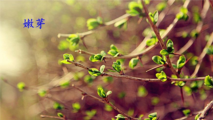 统编版二年级语文下册课件《2 找春天》第7页