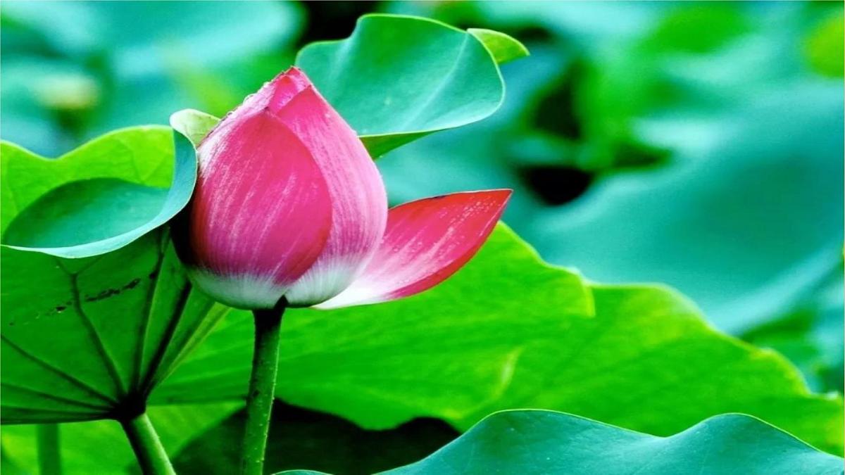 课文10《古诗二首 小池》（教学课件）第4页