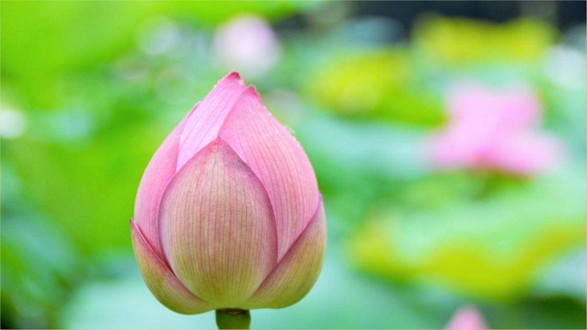 课文10《古诗二首 小池》（教学课件）第5页