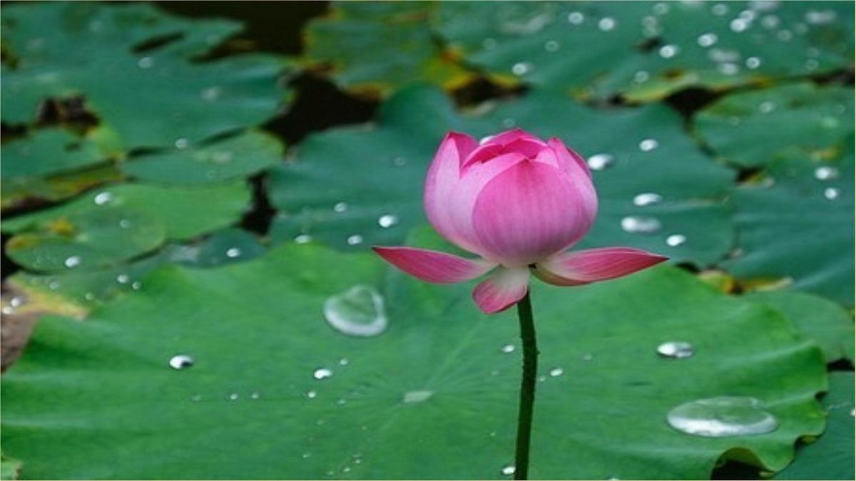 课文10《古诗二首 小池》（教学课件）第6页