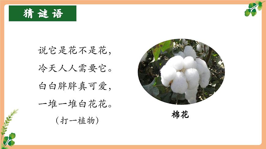 18《棉花姑娘》（教学课件）第3页
