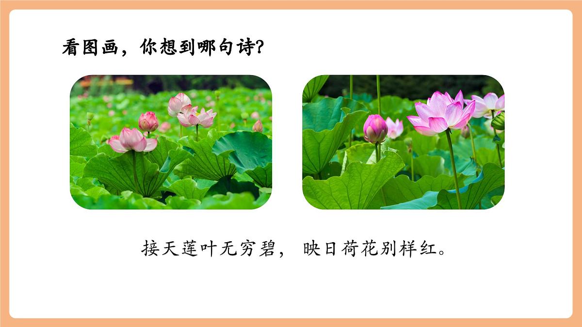 课文12《荷叶圆圆》（教学课件）第3页