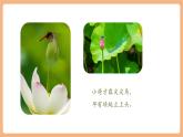 【新教材核心素養(yǎng)】部編版語文一下課文12《荷葉圓圓》（教學(xué)課件+教學(xué)設(shè)計+分層作業(yè)+學(xué)習(xí)任務(wù)單）