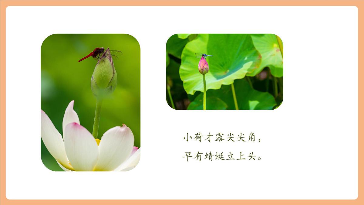 课文12《荷叶圆圆》（教学课件）第4页