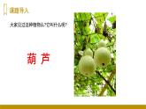 四川省眉山市東坡區(qū)特殊教育學(xué)校2023—2024年統(tǒng)編版二年級(jí)上冊(cè)語(yǔ)文13《我要的是葫蘆》課件