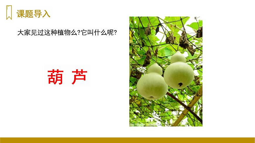 四川省眉山市东坡区特殊教育学校2023—2024年统编版二年级上册语文13《我要的是葫芦》课件第2页