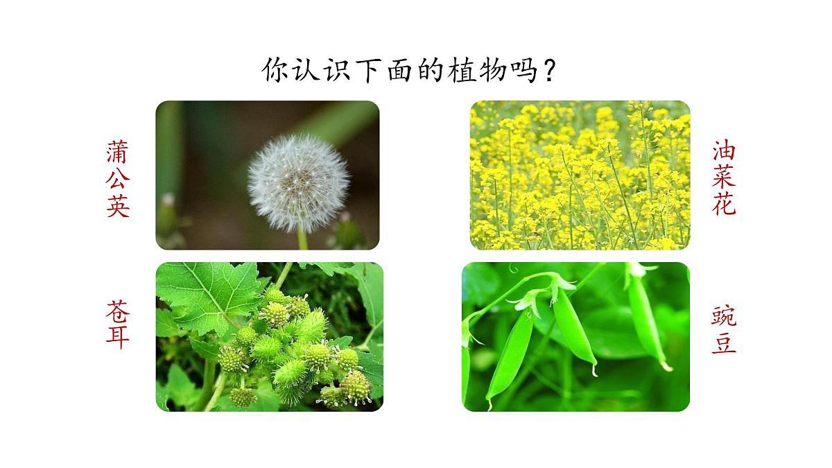3.植物妈妈有办法(课件)2025-2026学年统编版二年级语文上册第2页
