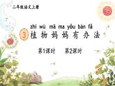 部編版（2024）語文二年級上冊 3 植物媽媽有辦法（課件+教案）