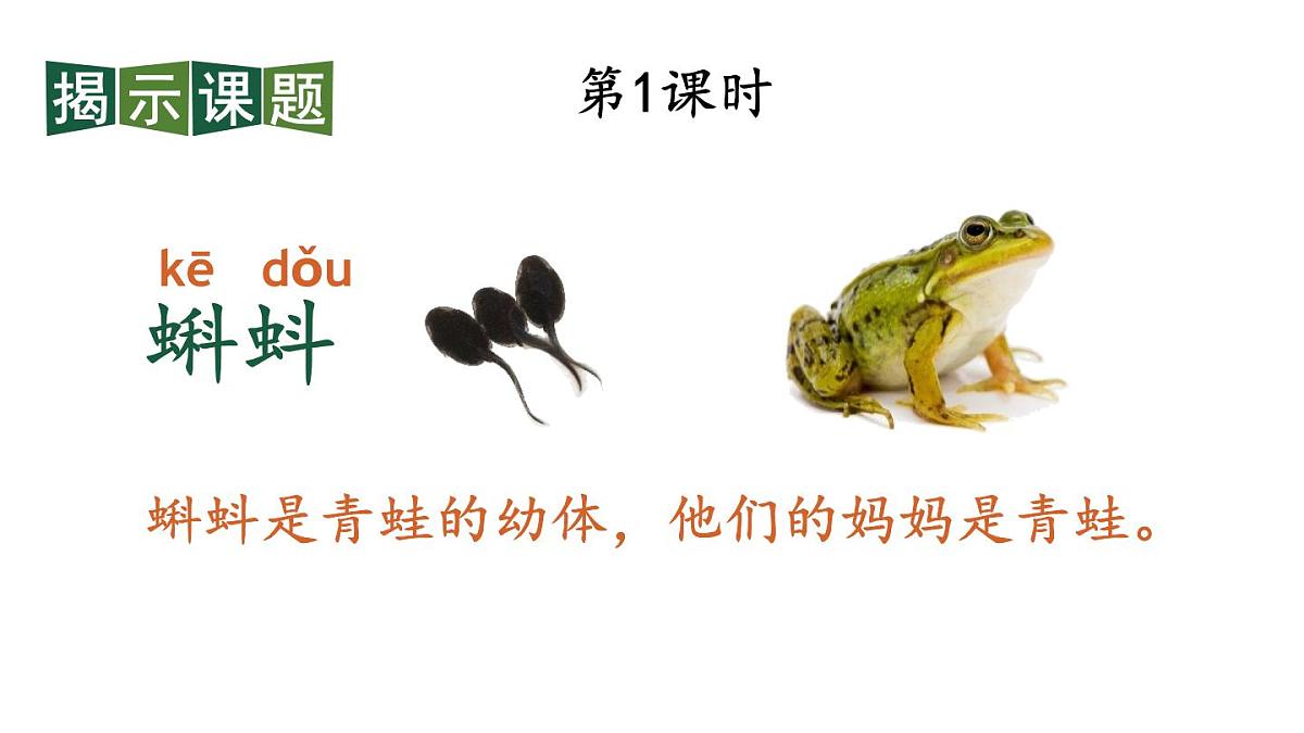 小学语文新部编版二年级上册第一单元1 小蝌蚪找妈妈教学课件（2025秋）第2页