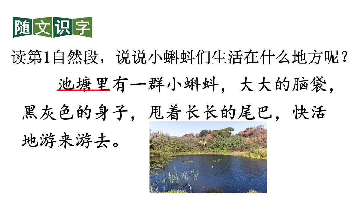小学语文新部编版二年级上册第一单元1 小蝌蚪找妈妈教学课件（2025秋）第8页