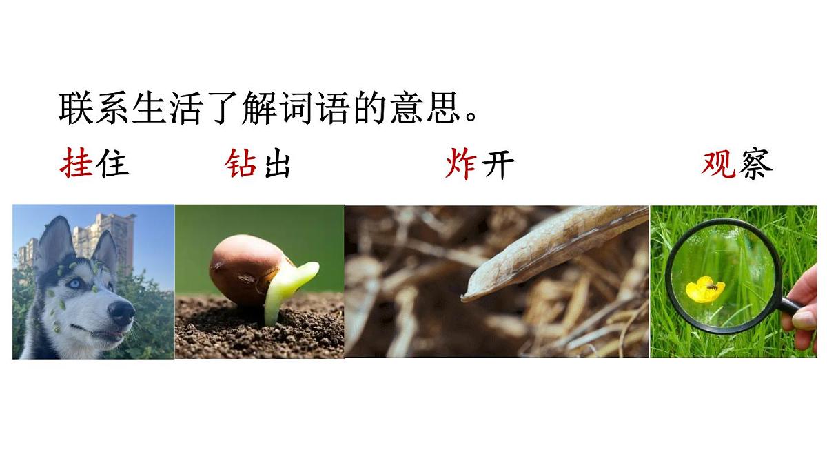 小学语文新部编版二年级上册第一单元3 植物妈妈有办法教学课件（2025秋）第5页