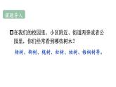 小學(xué)語文新部編版二年級(jí)上冊(cè)第二單元2 樹之歌教學(xué)課件（2025秋）