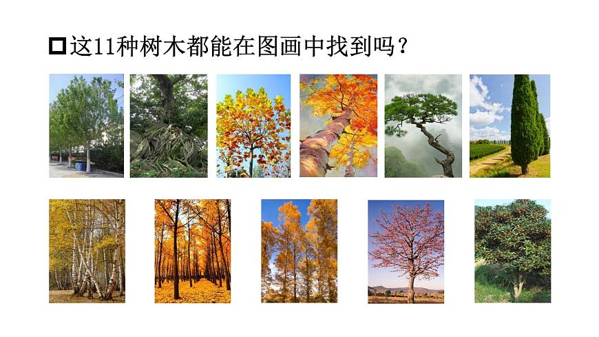 小学语文新部编版二年级上册第二单元2 树之歌教学课件（2025秋）第5页