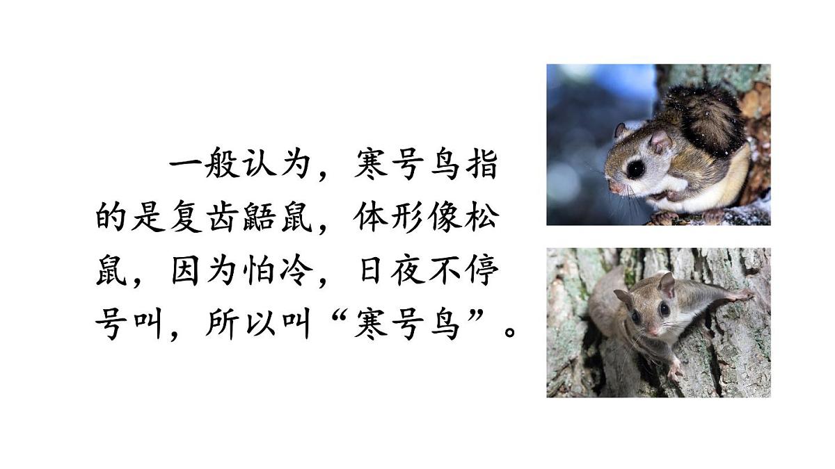 小学语文新部编版二年级上册第五单元12 寒号鸟教学课件（2025秋）第3页