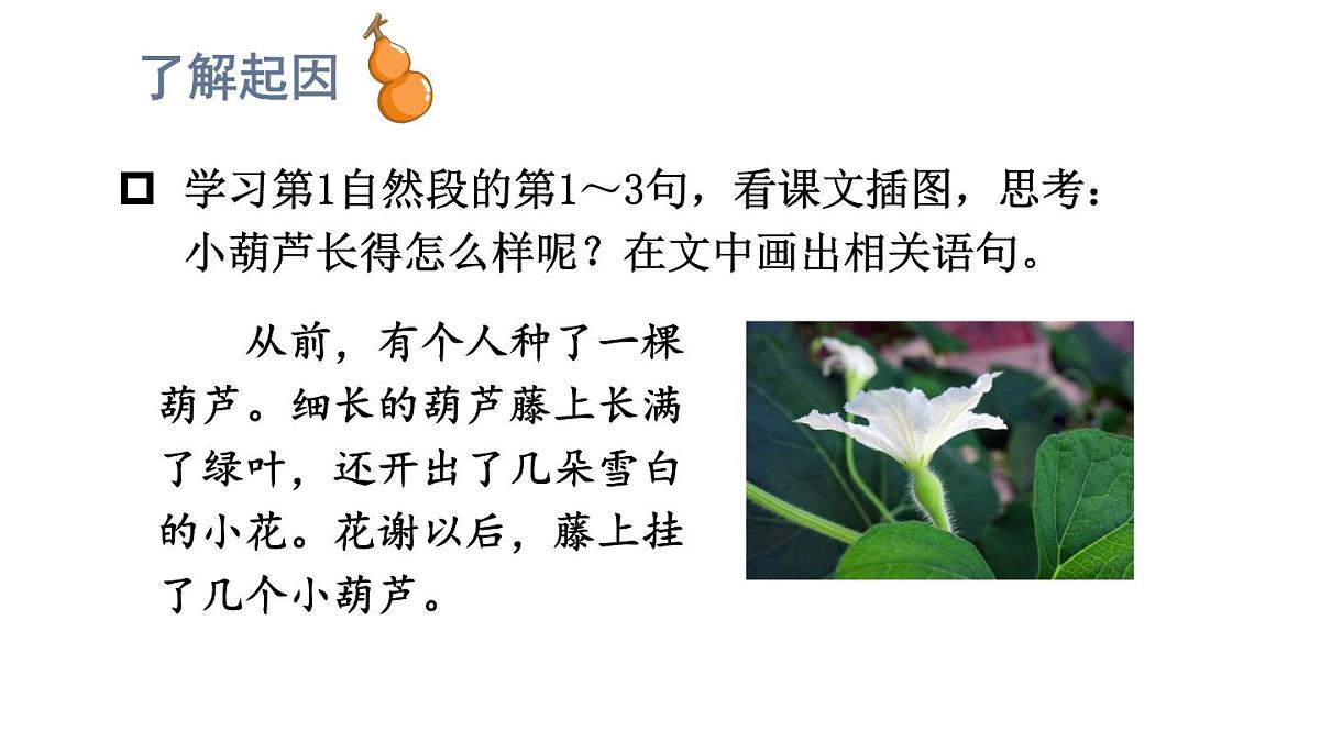 小学语文新部编版二年级上册第五单元13 我要的是葫芦教学课件（2025秋）第8页