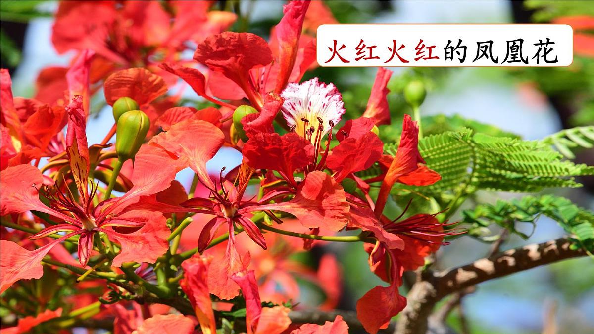 小学语文新部编版二年级上册第六单元16 难忘的泼水节教学课件（2025秋）第6页