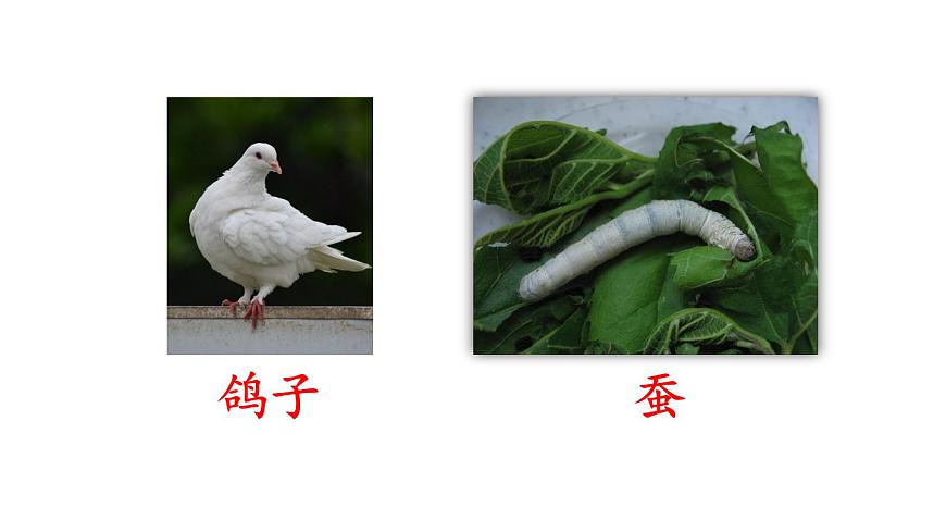 小学语文新部编版二年级上册第八单元语文园地八教学课件（2025秋）第4页