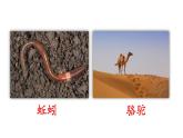 小學(xué)語(yǔ)文新部編版二年級(jí)上冊(cè)第八單元語(yǔ)文園地八教學(xué)課件（2025秋）
