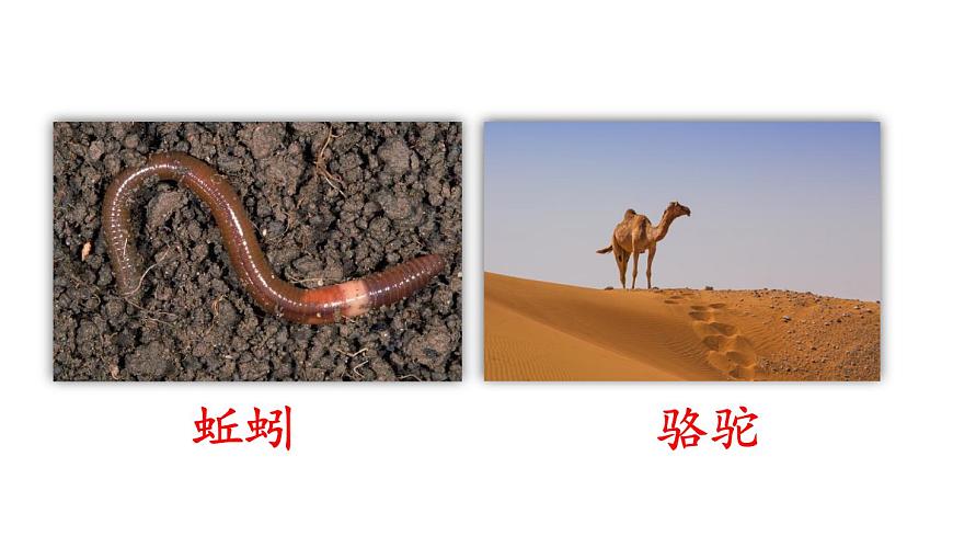 小学语文新部编版二年级上册第八单元语文园地八教学课件（2025秋）第5页