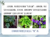 部編版小學(xué)語文四年級上冊《10 爬山虎的腳》課件+教案+練習(xí)（含答案）
