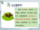 部編版小學(xué)語文四年級上冊《11 蟋蟀的住宅》課件+教案+練習(xí)（含答案）