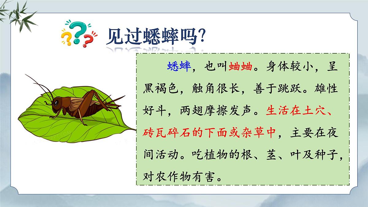 《11 蟋蟀的住宅》课件（第一课时）第4页