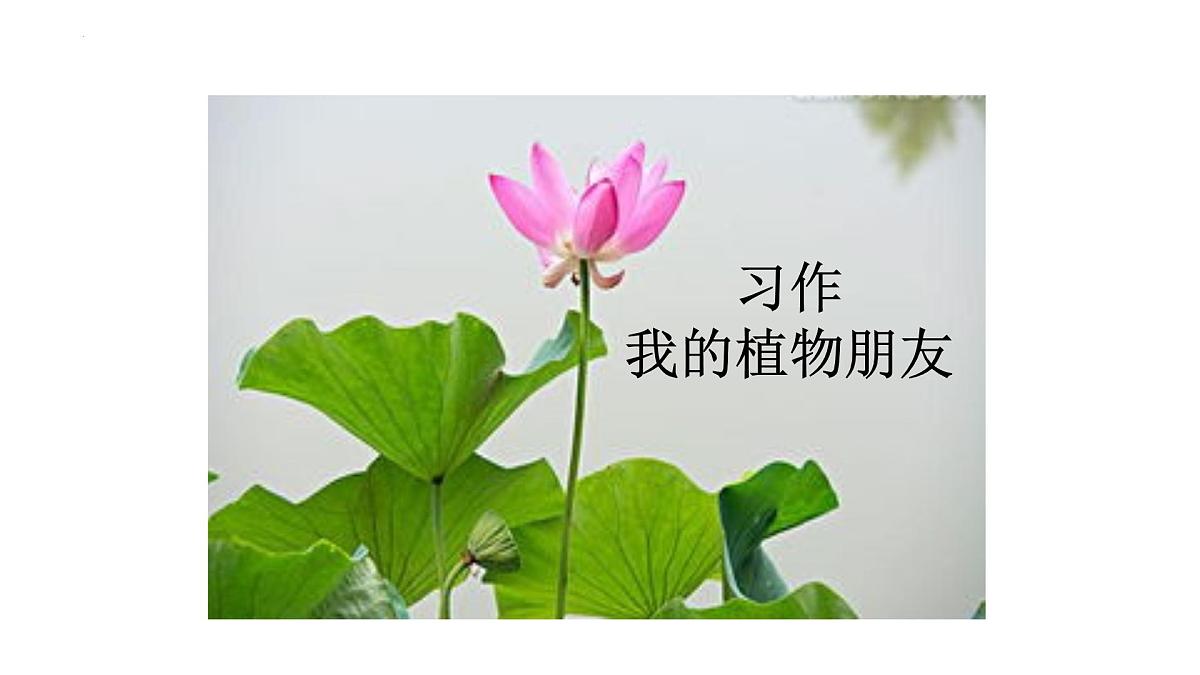 《习作：我的植物朋友》课件-2024-2025学年统编版语文三年级下册第1页