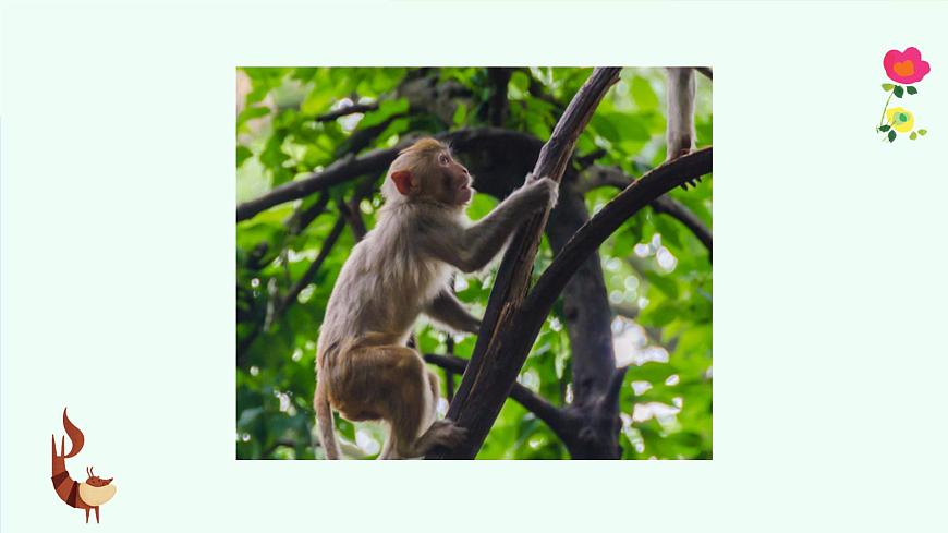 有趣的动物第4页