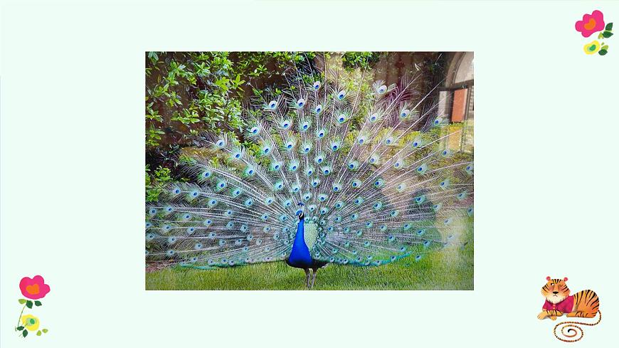 有趣的动物第5页