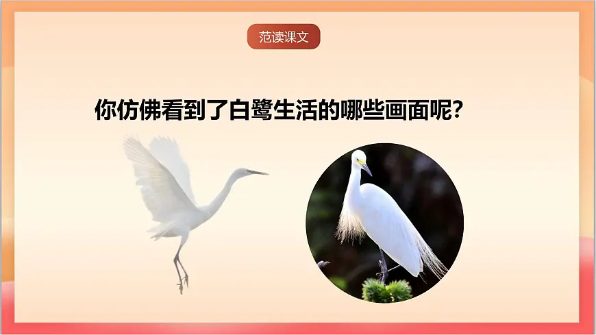 人教部编版语文五上第1课《白鹭 》第二课时 课件第8页