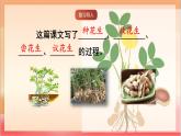 人教部編版語文五上第二課《花生》第二課時 課件+教案+分層練習(xí)