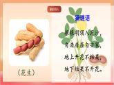 人教部編版語文五上第二課《落花生》第一課時 課件+教案+分層練習(xí)+素材