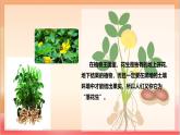 人教部編版語文五上第二課《落花生》第一課時 課件+教案+分層練習(xí)+素材