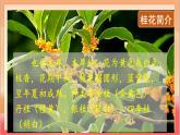 人教部編版語(yǔ)文五上第三課《桂花雨》第一課時(shí) 課件+教案+分層練習(xí)+素材