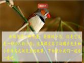 人教部編版語文五上第4課《珍珠鳥》課件+教案+分層練習(xí)+素材