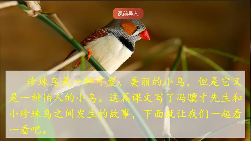 人教部编版语文五上第4课《珍珠鸟》课件第2页