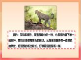 人教部編版語文五上第七課《什么比獵豹的速度更快》第一課時(shí) 課件+教案+分層練習(xí)+素材
